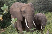 Safari2013-165