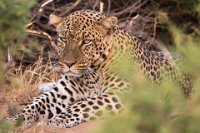 Safari2013-214