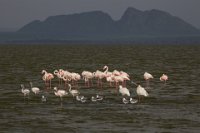 Safari2013-271