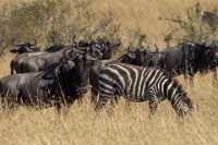 Safari2013-407