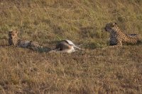 Safari2013-461