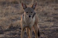 Safari2013-485