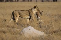 Safari2013-64