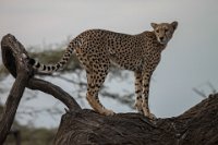 Safari2013-89